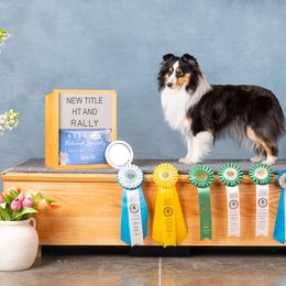 Shetland Sheepdogs from KaMera Shelties