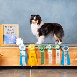 Shetland Sheepdogs from KaMera Shelties