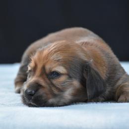 Jessie - Red male Dachshund puppy in Lowell, Indiana from IvoryForge Dachshunds
