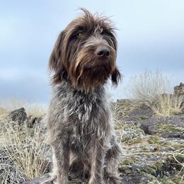 Stella - Wirehaired Pointing Griffon