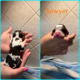 Sawyer - Liver white and tan male English Springer Spaniel puppy in Williston, Florida from Parks Paradise Springers