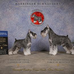 Miniature Schnauzer puppies from Harbinger Miniature Schnauzers