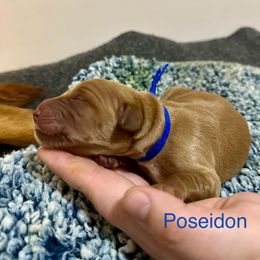 Poseidon - Dark golden male Golden Retriever puppy in Jacksonville, Florida from River City Goldens