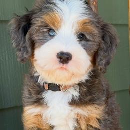 Benji - Brown - Merle male Bernedoodle puppy in Yuciapa, California from AlltheDoodlez_