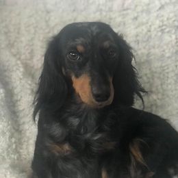 Greta - Dachshund