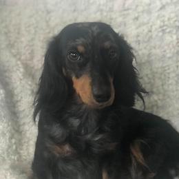Greta - Dachshund