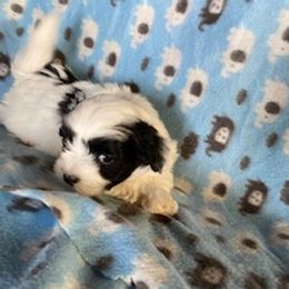 Orion - Black and white male Coton de Tulear puppy in Rubicon, Wisconsin from Darryl's Cotons de Tulear