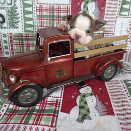 Winton - Lilac male Boston Terrier puppy in Millers Creek, North Carolina from Tumbling Shoals Hilltop Bostons