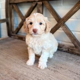 Oscar - Cream male Aussiedoodle puppy in Allen, Texas from Calena’s Doodles
