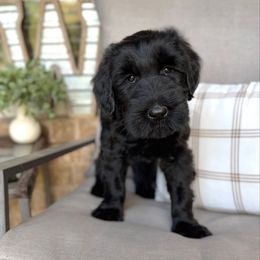 Hazel - Black female Giant Schnauzer puppy in Collinsville, Mississippi from Hillside Kennels