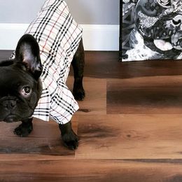 French Bulldogs from Pawfection Pups