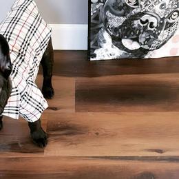 French Bulldogs from Pawfection Pups