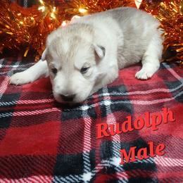Rudolph (Red) - Sable male German Shepherd puppy in Bedias, Texas from TiPi S Ranch's German Shepherds
