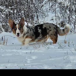 Mickey - Cardigan Welsh Corgi