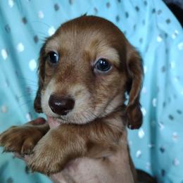 Boy 4 - Red male Dachshund puppy in Clayton, Indiana from Love Struck Miniature Dachshunds