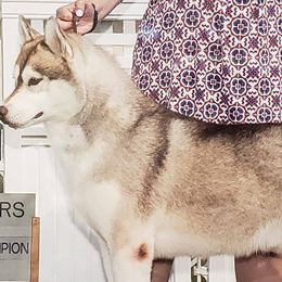 German Shepherds and Siberian Huskies from WyndGlo Kennels