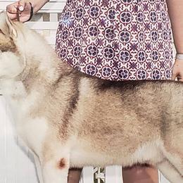 German Shepherds and Siberian Huskies from WyndGlo Kennels
