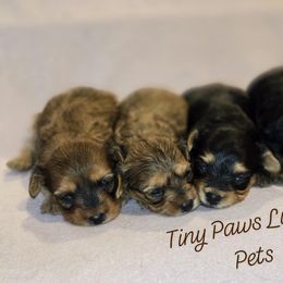 Biewer Terrier, Yorkipoo, and Yorkshire Terrier Puppies from Tiny Paws Luxury Pets