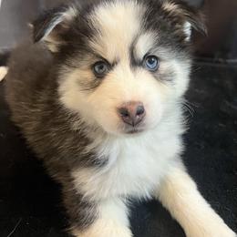 Moana - Black and white female Pomsky puppy in Henderson, Kentucky from Paris Pomskies