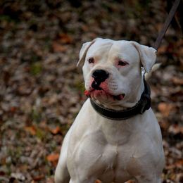 Priest - American Bulldog
