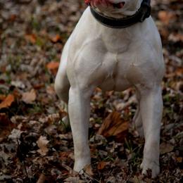Priest - American Bulldog