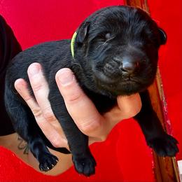 Fallon - Black male German Shepherd puppy in Lake Elsinore, California from MK-K9 L.L.C.