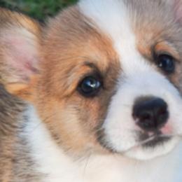 Pembroke Welsh Corgis from Noel Farms