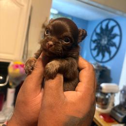 Coco - Chocolate male Chihuahua puppy in Beckemeyer, Illinois from Guardian’s of the Chihuahuas