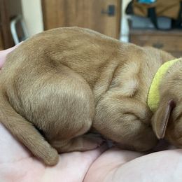 Vizsla Puppies from Carlson Vizslas