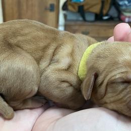 Vizsla Puppies from Carlson Vizslas