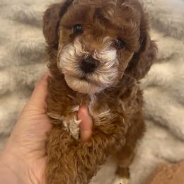 Orion - Red and white male Shihpoo puppy in Traverse City, Michigan from Riyem Wildflower Farms