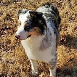 Max - Miniature Australian Shepherd