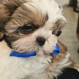 Anthony - Black gold and white male Shih Tzu puppy in Corona, California from Trinity Shihtzu's So Calif