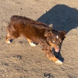 Selene - Miniature Australian Shepherd