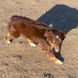 Selene - Miniature Australian Shepherd