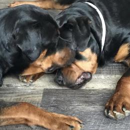 Rottweiler Puppies from Alpha Co. Rottweilers