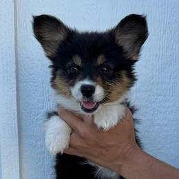 Reba - Black and tan female American Corgi puppy in Red Bluff, California from Circle T Livestock & K9 Co.