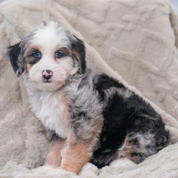 Mystic - Blue merle female Bernedoodle puppy in Dundee, Ohio from Down Home Doodle