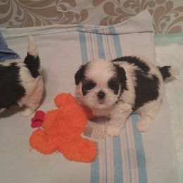 Shih Tzu Puppies from JeN's Shih Tzu