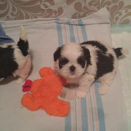 Shih Tzu Puppies from JeN's Shih Tzu