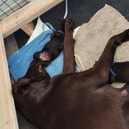 Labrador Retriever Puppies from Silverback Labradors