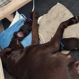 Labrador Retriever Puppies from Silverback Labradors