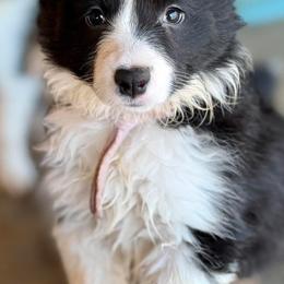Humor - Black and white female Border Collie puppy in Benson, Arizona from Twisted Acres Border Collies and Mudi