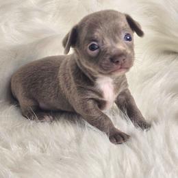 Teddy - Blue and white male Chihuahua puppy in Plainfield, Indiana from Abby's Pampered Pooches