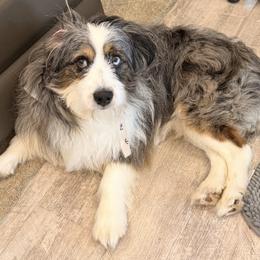 Sevie - Aussiedoodle