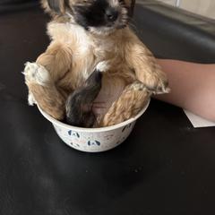 Shih Tzu, Shorkie, and Yorkshire Terrier Puppies from Great Mates