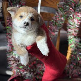 Yellow collar - Sable and white female American Corgi puppy in Glenwood, Minnesota from Crystal Blue Corgi