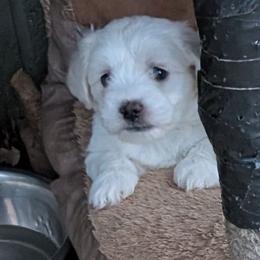 Foster - White male Coton de Tulear puppy in Mead, Oklahoma from Bar W Cotons
