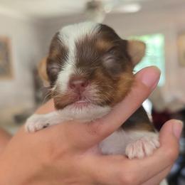 Girly 3 - Chocolate, tan and white female Yorkshire Terrier puppy in Bucyrus, Ohio from Dyer's Beauties