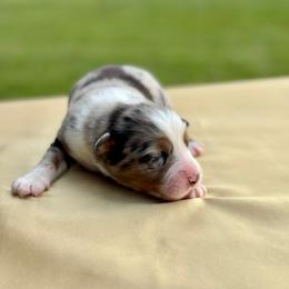 Boston - Blue merle male Australian Shepherd puppy in Beaverdam, Virginia from Cimmarun Farm Aussies